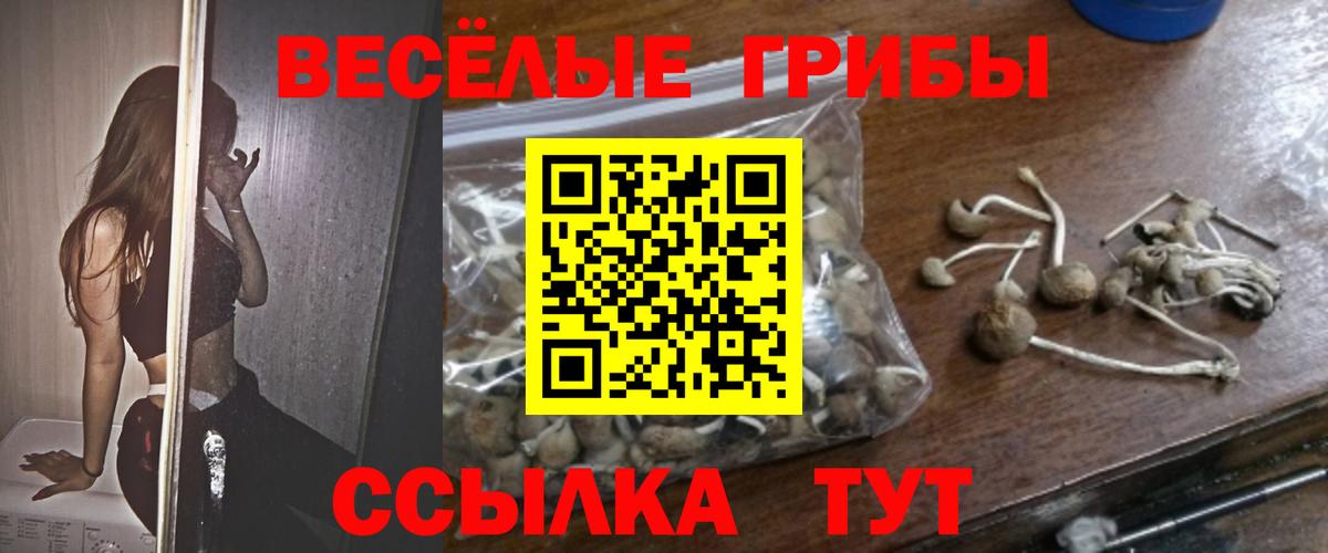Галлюциногенные грибы Psilocybine cubensis Абакан